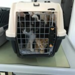 Im Tierheim Siegen lugen vier Katzen aus einem mit Metallgittern versehenen Transportbehälter heraus.