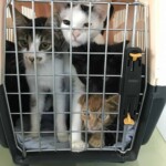 Vier Katzen sitzen zusammen in einem Transportbehälter und spähen durch Metallgitter.