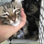 Eine Person hält ein schläfriges gestromtes Kätzchen; ein weiteres Kätzchen sitzt in einem Transportbehälter.