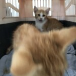 Zwei orangefarbene Kätzchen in einem Tiertransporter, eines nah und unscharf.