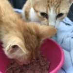 Zwei orangefarbene Kätzchen auf einer blauen Decke, eines frisst aus einem rosa Napf.