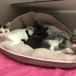 Drei Katzen kuscheln auf einem Haustierbett mit einem rosa Handtuch.