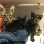 Drei Kätzchen auf Decken in einem Käfig im Tierheim Siegen.