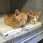Zwei orangefarbene Kätzchen ruhen auf einer Decke in einem Metallkäfig im Tierheim Siegen.