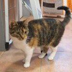 Braune, schwarze und weiße Katze steht auf einem gefliesten Boden.