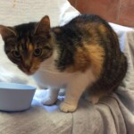 Calico-Katze auf einer Decke neben einem blauen Futternapf, zur Kamera gewandt.