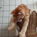 Orange getigerte Katze auf einem Korbstuhl, die Pfoten in Richtung Kachelwand gestreckt.