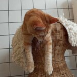 Orangefarbene Katze liegt auf Korbstuhl mit weißer Decke, Tierheim Siegen.