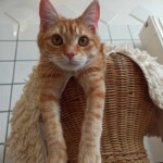 Orange gestromte Katze auf einem Korbsessel im Tierheim Siegen.