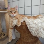 Orange getigerte Katze auf Korbstuhl mit weißer Decke in der Nähe einer Kachelwand.
